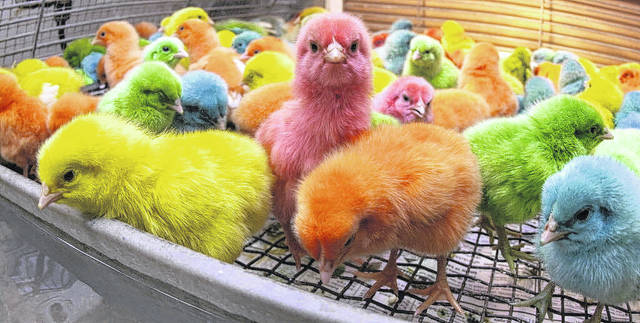 Easter Chicks