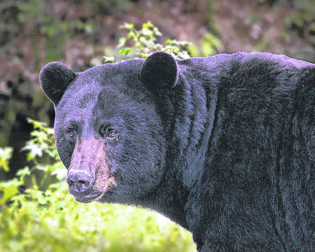 Changes to bear season in Pickens County Easley Progress